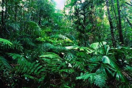 Tropical_Rainforest